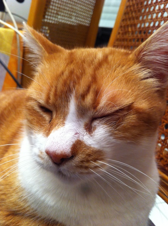 Chat oeil enflé, rouge