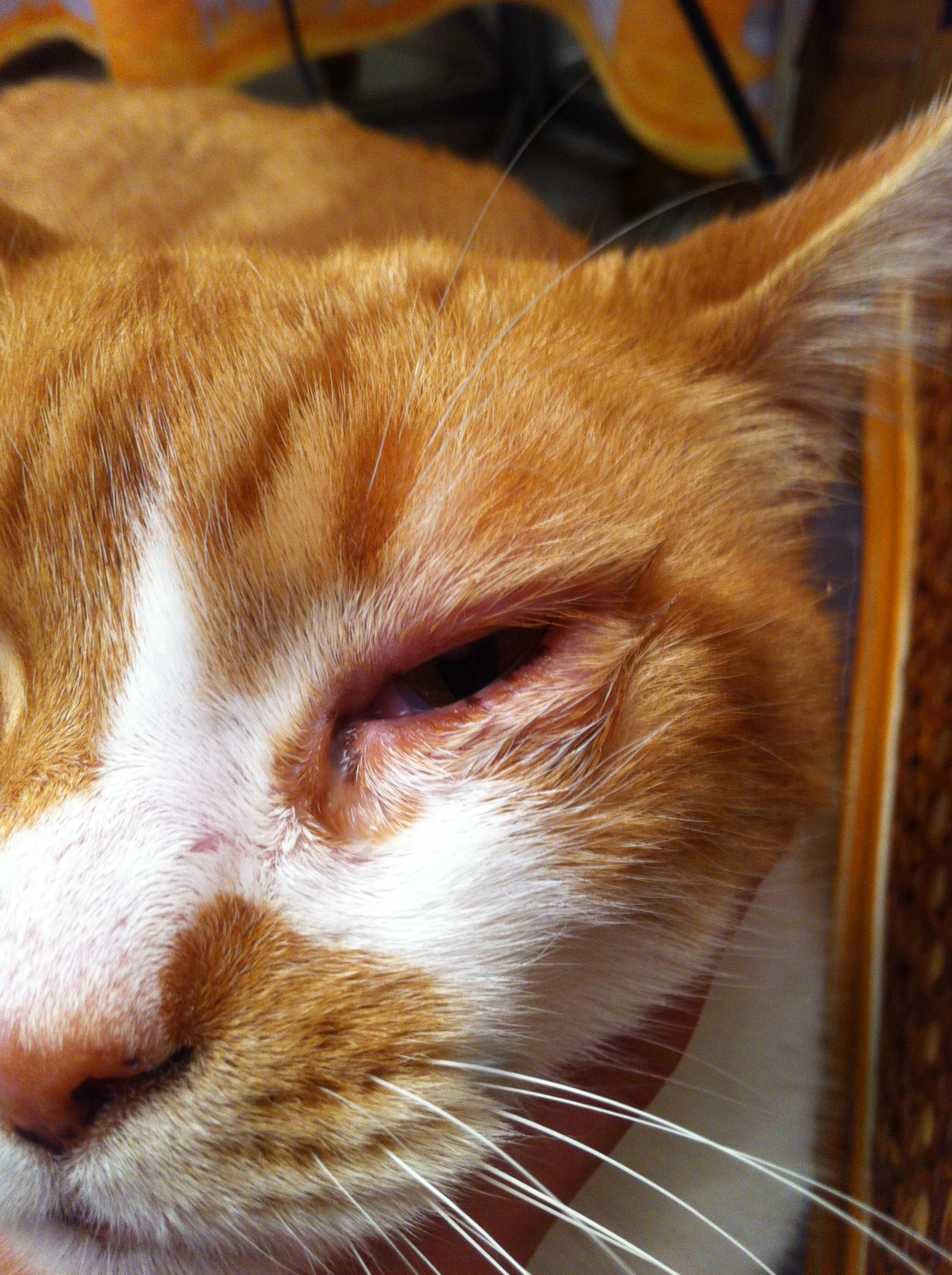 Chat Oeil Enfle Rouge Medecine Veterinaire Forum Animaux Doctissimo Chat Oeil Enfle Rouge Medecine Veterinaire Forum Animaux Doctissimo