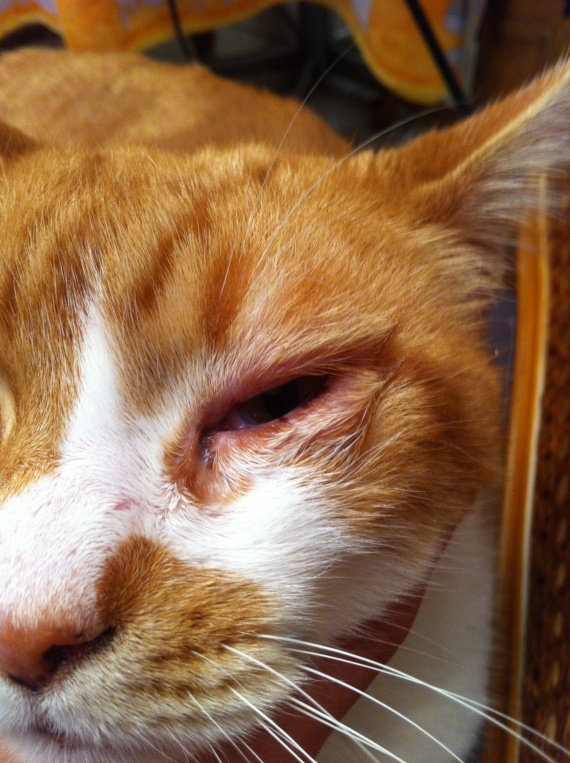 Chat Oeil Enfle Rouge
