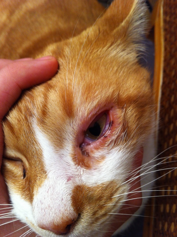 Chat Oeil Enfle Rouge Chat Oeil Enfle Rouge