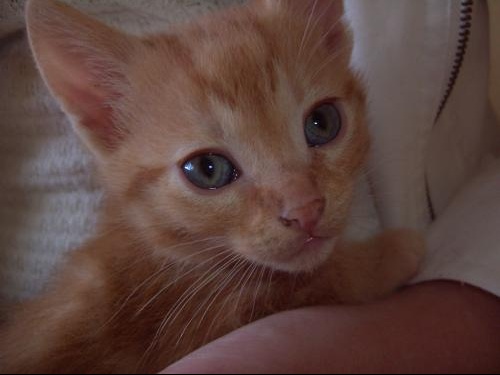 Couleur Des Yeux Chats Forum Animaux Doctissimo