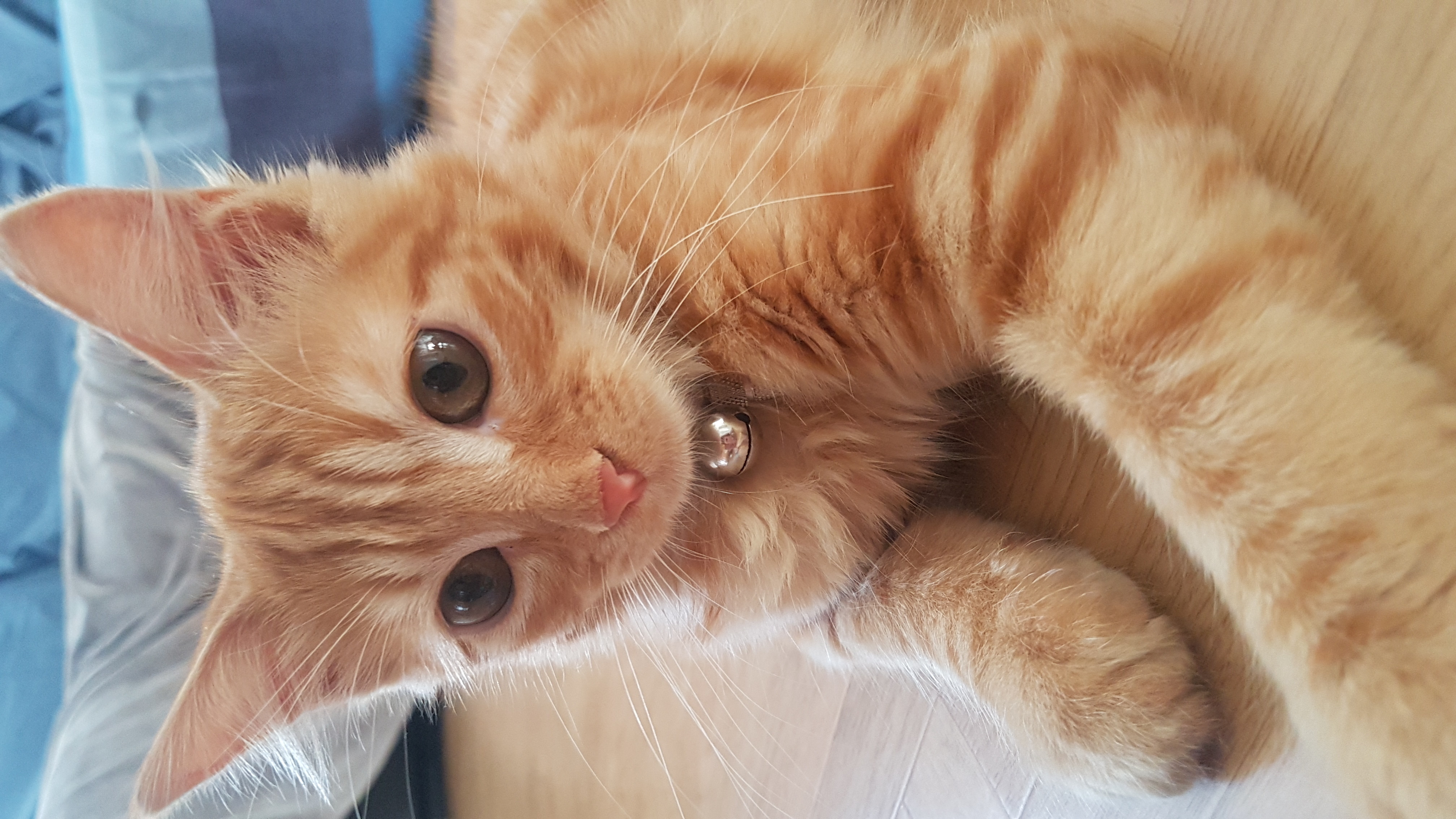 Apparition Tache Noire Sur Le Nez De Mon Chaton La Sante De Votre Chat Chats Forum Animaux Doctissimo Apparition Tache Noire Sur Le Nez De Mon Chaton La Sante De Votre Chat Chats Forum Animaux Doctissimo