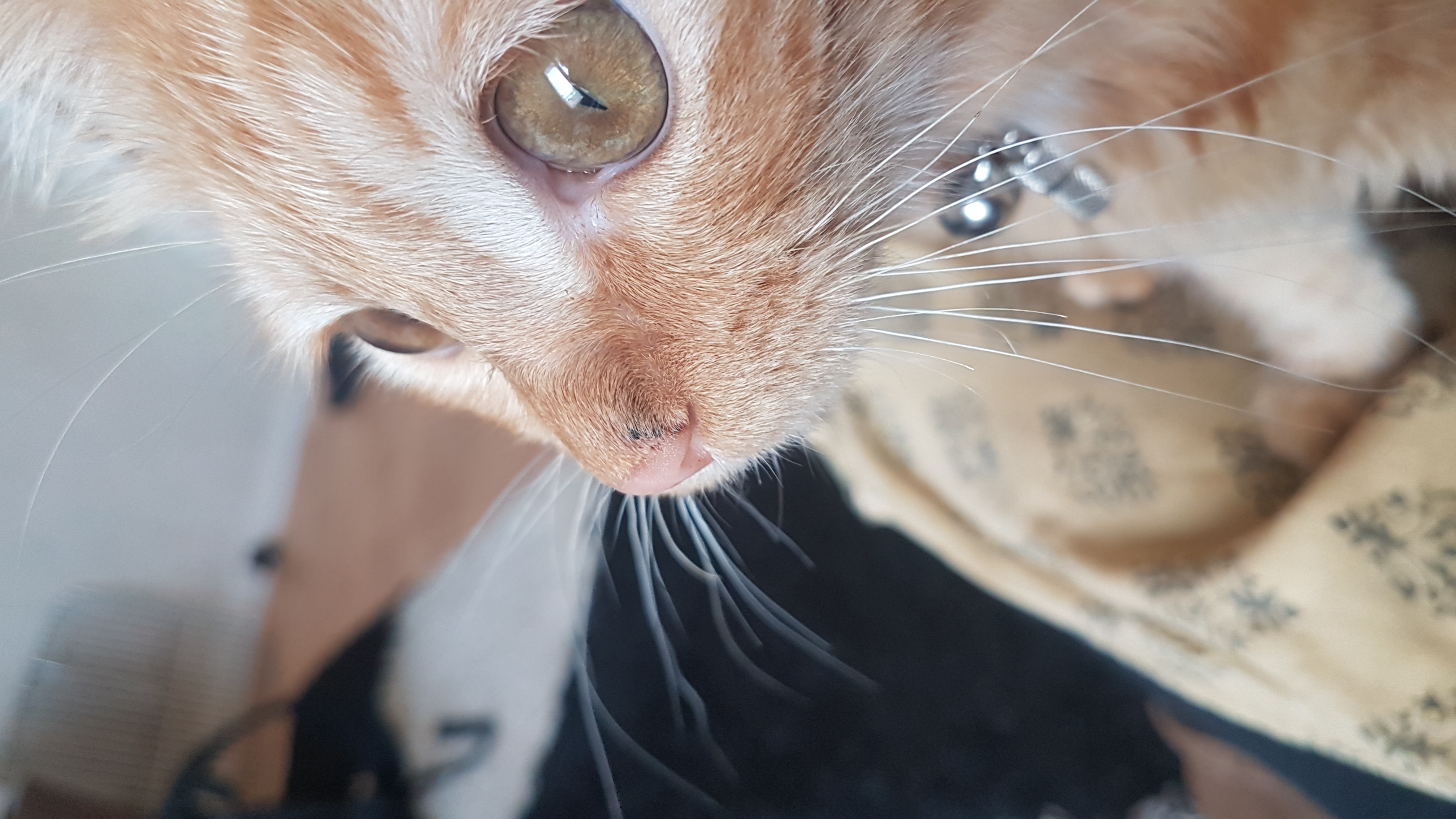 Apparition Tache Noire Sur Le Nez De Mon Chaton La Sante De Votre Chat Chats Forum Animaux Doctissimo Apparition Tache Noire Sur Le Nez De Mon Chaton La Sante De Votre Chat Chats Forum Animaux Doctissimo