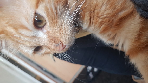 Apparition Tache Noire Sur Le Nez De Mon Chaton Apparition Tache Noire Sur Le Nez De Mon Chaton