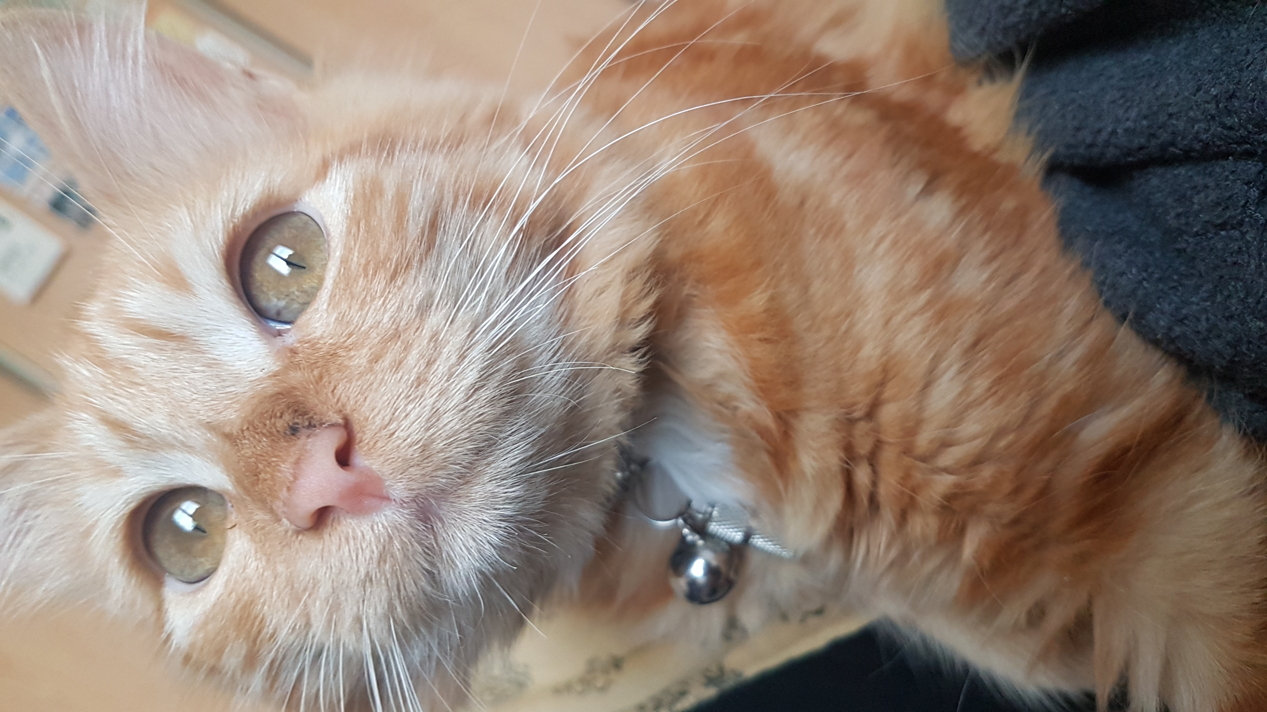Apparition Tache Noire Sur Le Nez De Mon Chaton La Sante De Votre Chat Chats Forum Animaux Doctissimo Apparition Tache Noire Sur Le Nez De Mon Chaton La Sante De Votre Chat Chats Forum Animaux Doctissimo