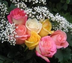 beautiful_roses-