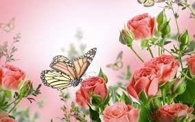 roses papillon