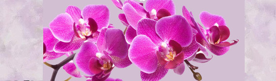 orchidéefond3