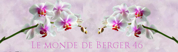 orchidéefond2