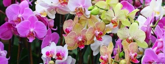 Orchidees_-ban