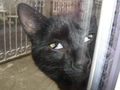Yeux Blancs Chat Medecine Veterinaire Forum Animaux Doctissimo Yeux Blancs Chat Medecine Veterinaire Forum Animaux Doctissimo