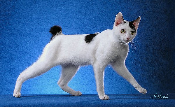 Chat Naissant Avec Queue Coupee Chats Forum Animaux Doctissimo Chat Naissant Avec Queue Coupee Chats Forum Animaux Doctissimo
