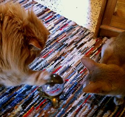 Respiration Inquietante Chatte Qui Vient De Mettre Bas Chats Forum Animaux Doctissimo