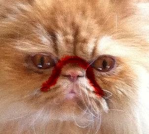 Chat Persan Lavage D Yeux Chats Forum Animaux Doctissimo