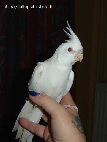 Aider Moi Pour Choisir Ma Futur Perruche Calopsitte Oiseaux Forum Animaux Doctissimo