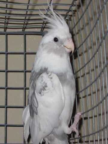 Aider moi pour choisir ma futur perruche calopsitte