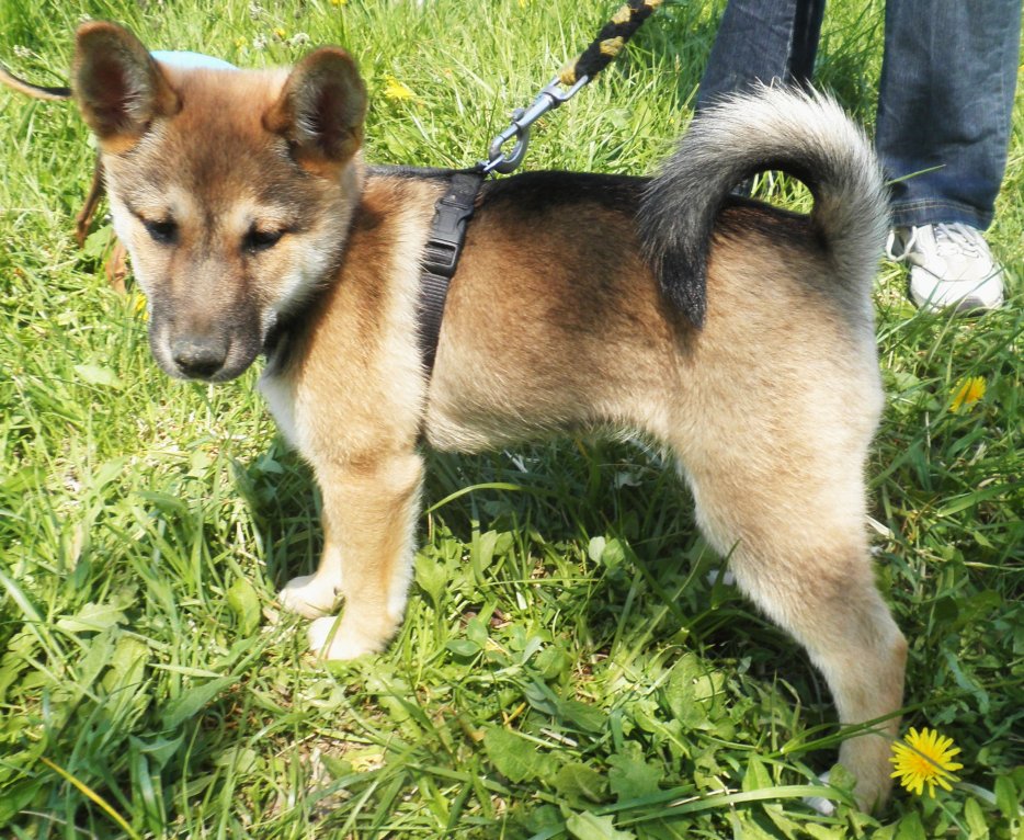 Présentez Vos Batards Chiens Forum Animaux