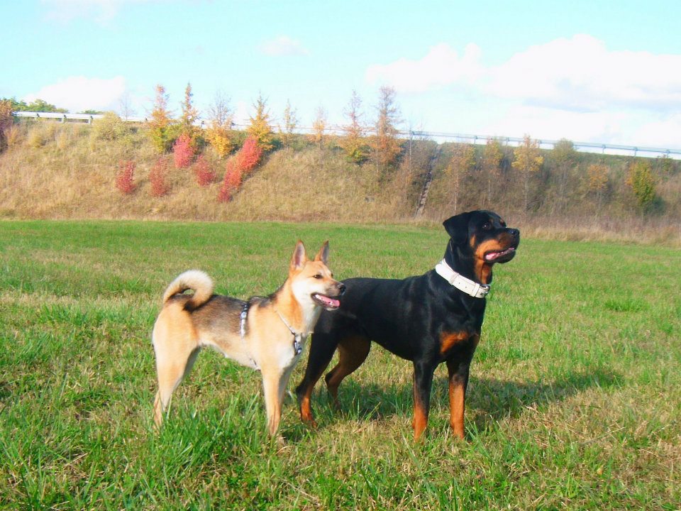 A Quel Age Un Chien Arrete De Grandir Chiens Forum Animaux