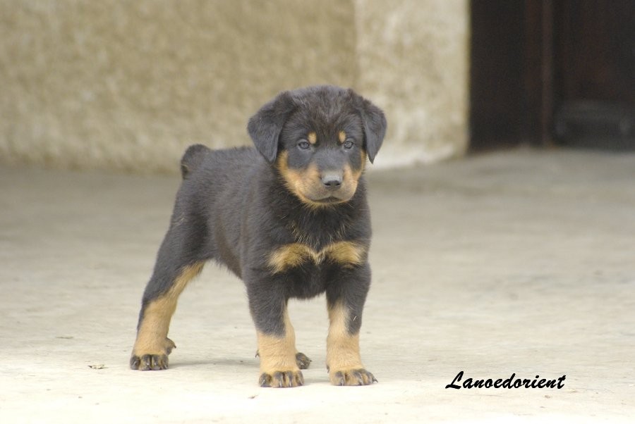 Qui A Un Beauceron Page 2 Chiens Forum Animaux Doctissimo