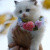 person-holding-white-kitten-with-flowers-necklace-1643457