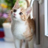 orange-tabby-cat-near-window-2071873