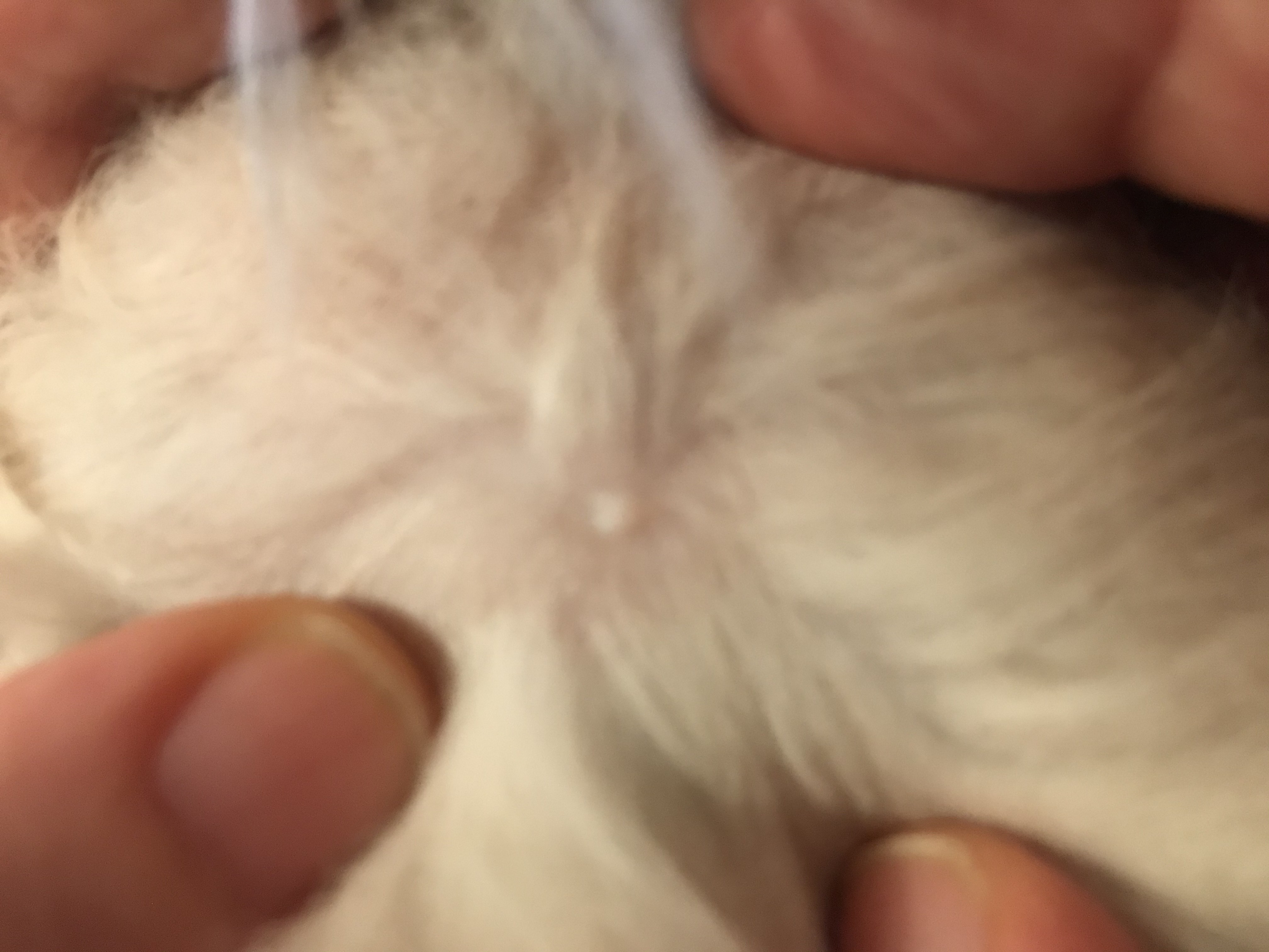 Bouton Blanc Chat La Sante De Votre Chat Chats Forum Animaux Doctissimo Bouton Blanc Chat La Sante De Votre Chat Chats Forum Animaux Doctissimo