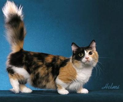 Des Chats Nains Sa Exicte Lool Chats Forum Animaux Des Chats Nains Sa Exicte Lool Chats Forum Animaux