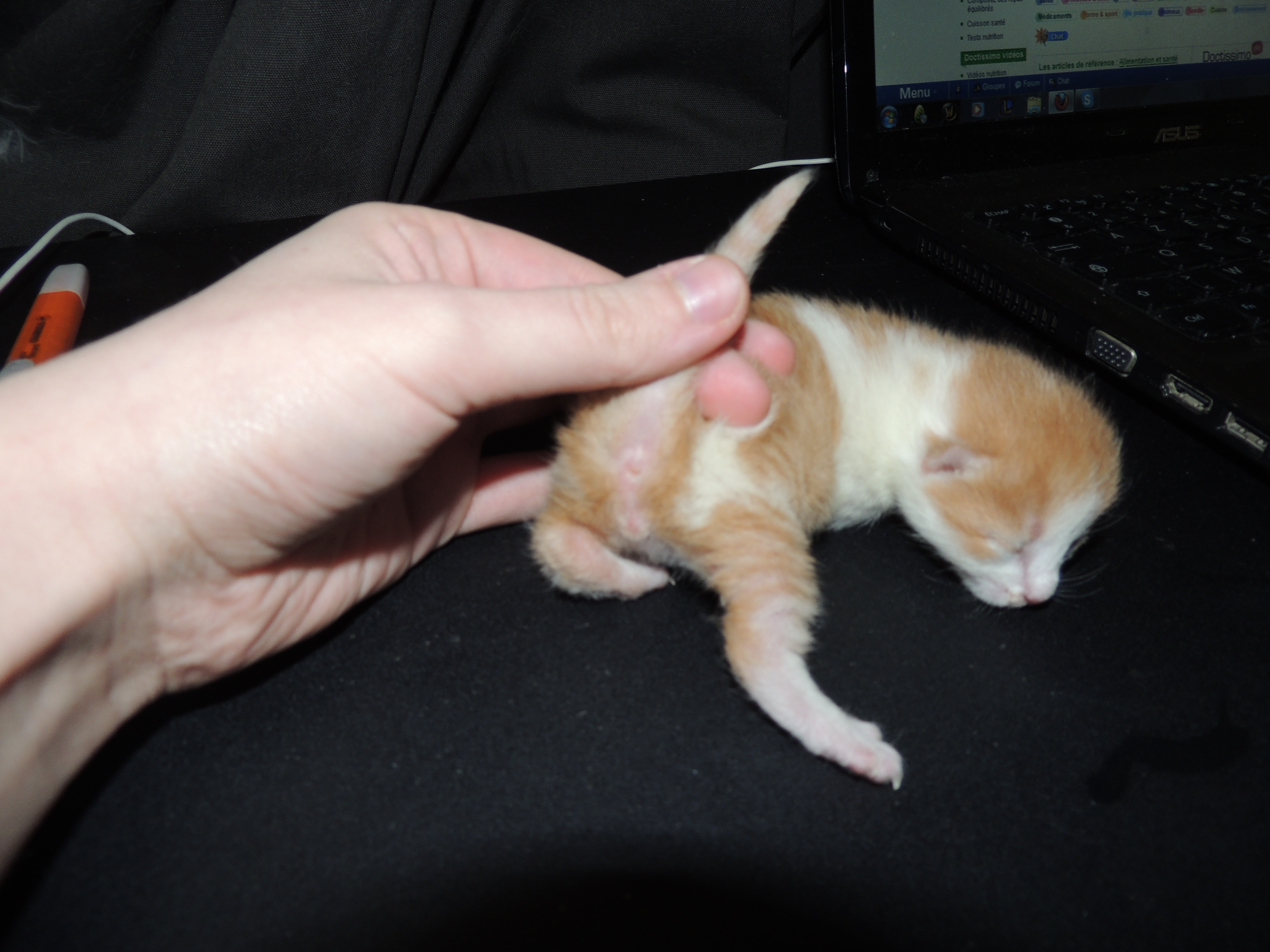 Operation Sexage Chats Forum Animaux Doctissimo Operation Sexage Chats Forum Animaux Doctissimo