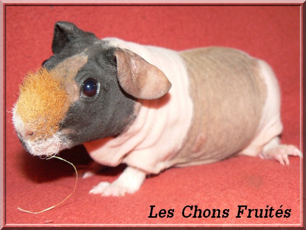 Un Cochon Dinde Sans Poils C Est Un Rat Hamsters Cochons D Inde Lapins Forum Animaux Doctissimo