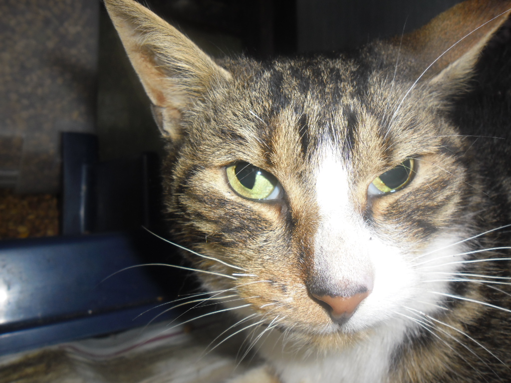 Ophtalmologie Un Nom Pour Cette Malformation Medecine Veterinaire Forum Animaux Doctissimo Ophtalmologie Un Nom Pour Cette Malformation Medecine Veterinaire Forum Animaux Doctissimo