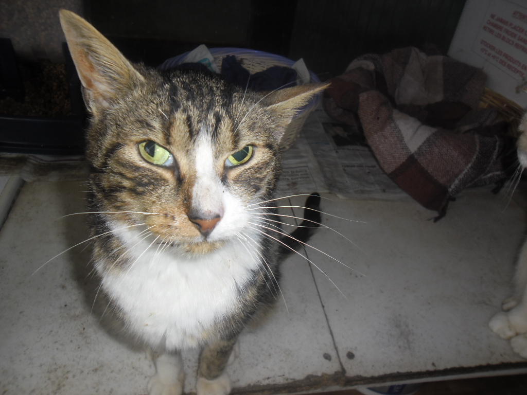 Ophtalmologie Un Nom Pour Cette Malformation Medecine Veterinaire Forum Animaux Doctissimo Ophtalmologie Un Nom Pour Cette Malformation Medecine Veterinaire Forum Animaux Doctissimo