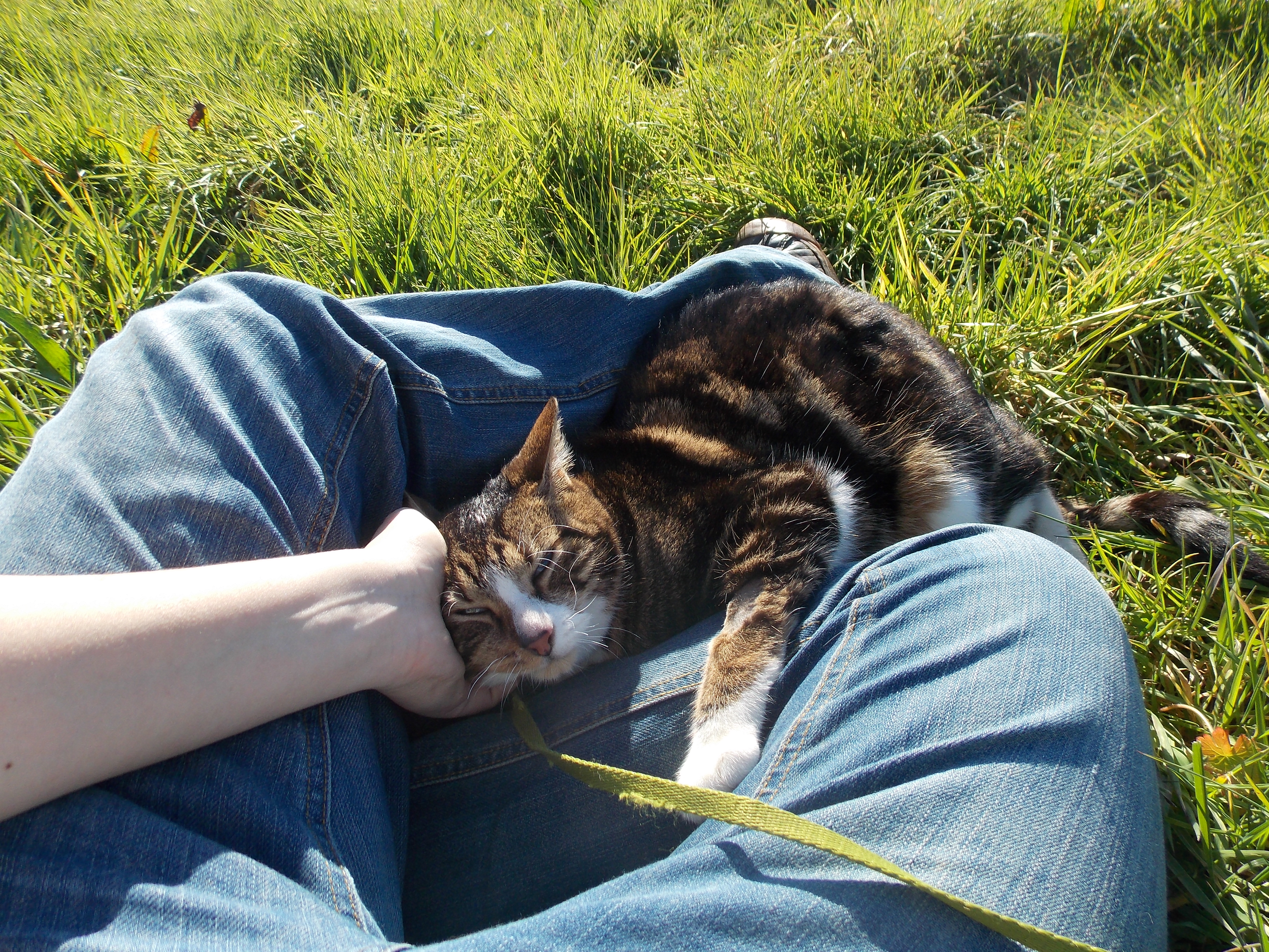 Quand La Leucose Se Declare Et Que Tout S Arrete Chats Forum Animaux Doctissimo Quand La Leucose Se Declare Et Que Tout S Arrete Chats Forum Animaux Doctissimo