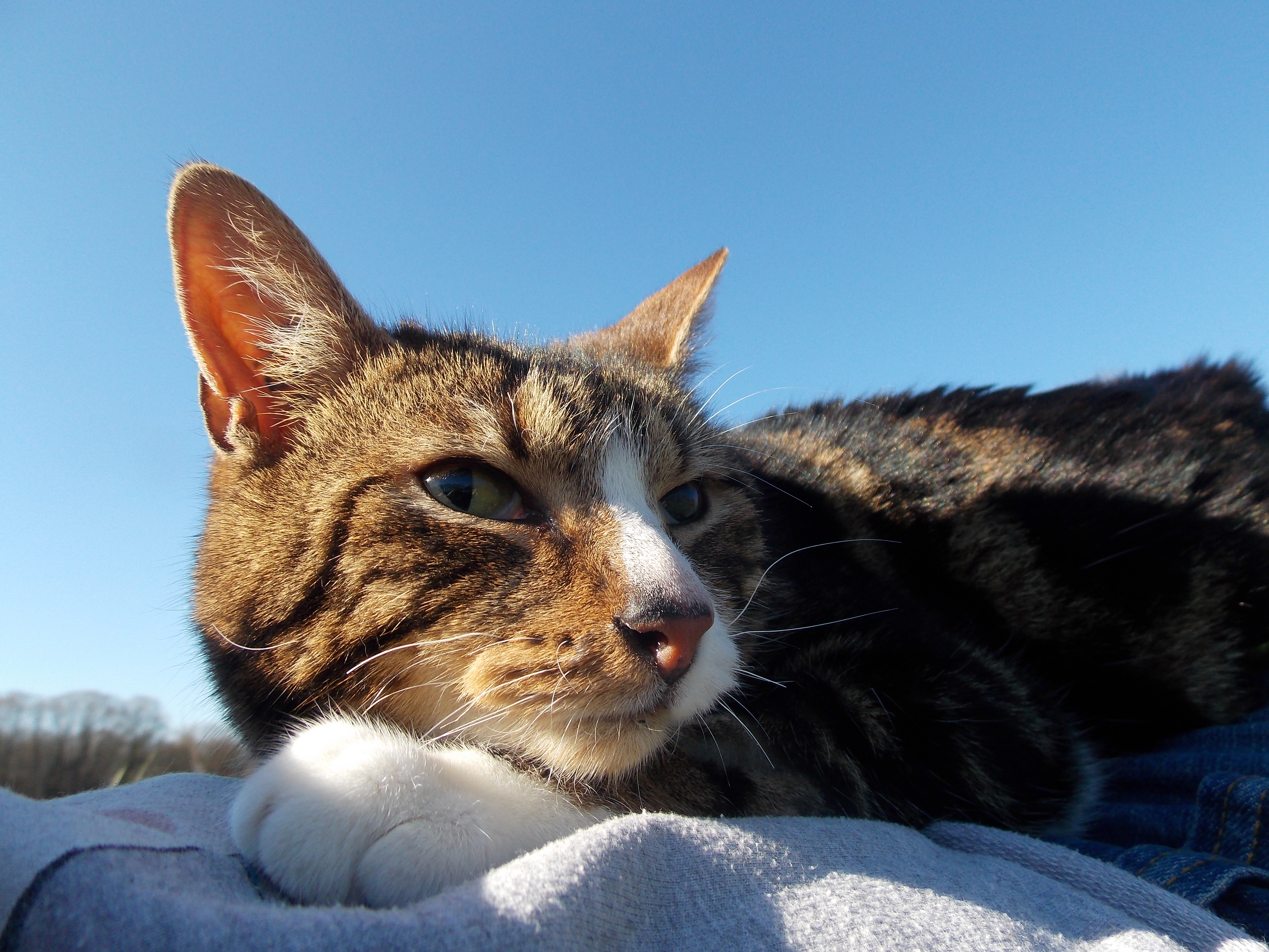 Quand La Leucose Se Declare Et Que Tout S Arrete Chats Forum Animaux Doctissimo Quand La Leucose Se Declare Et Que Tout S Arrete Chats Forum Animaux Doctissimo