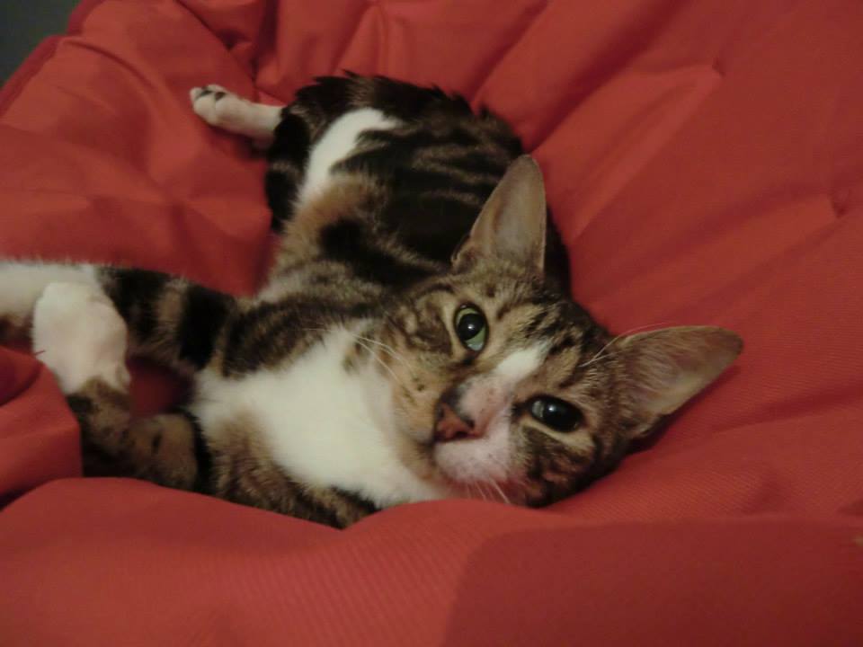 Probleme Pupille A Moitie Dilatee œil Droit Chats Forum Animaux Doctissimo Probleme Pupille A Moitie Dilatee œil Droit Chats Forum Animaux Doctissimo