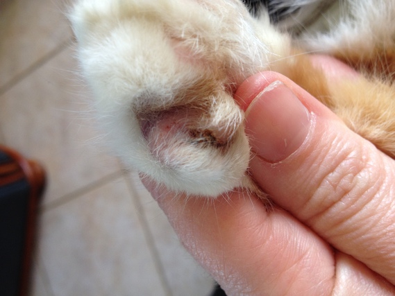 Besoin D Un Avis Pour La Patte De Mon Chat Besoin D Un Avis Pour La Patte De Mon Chat