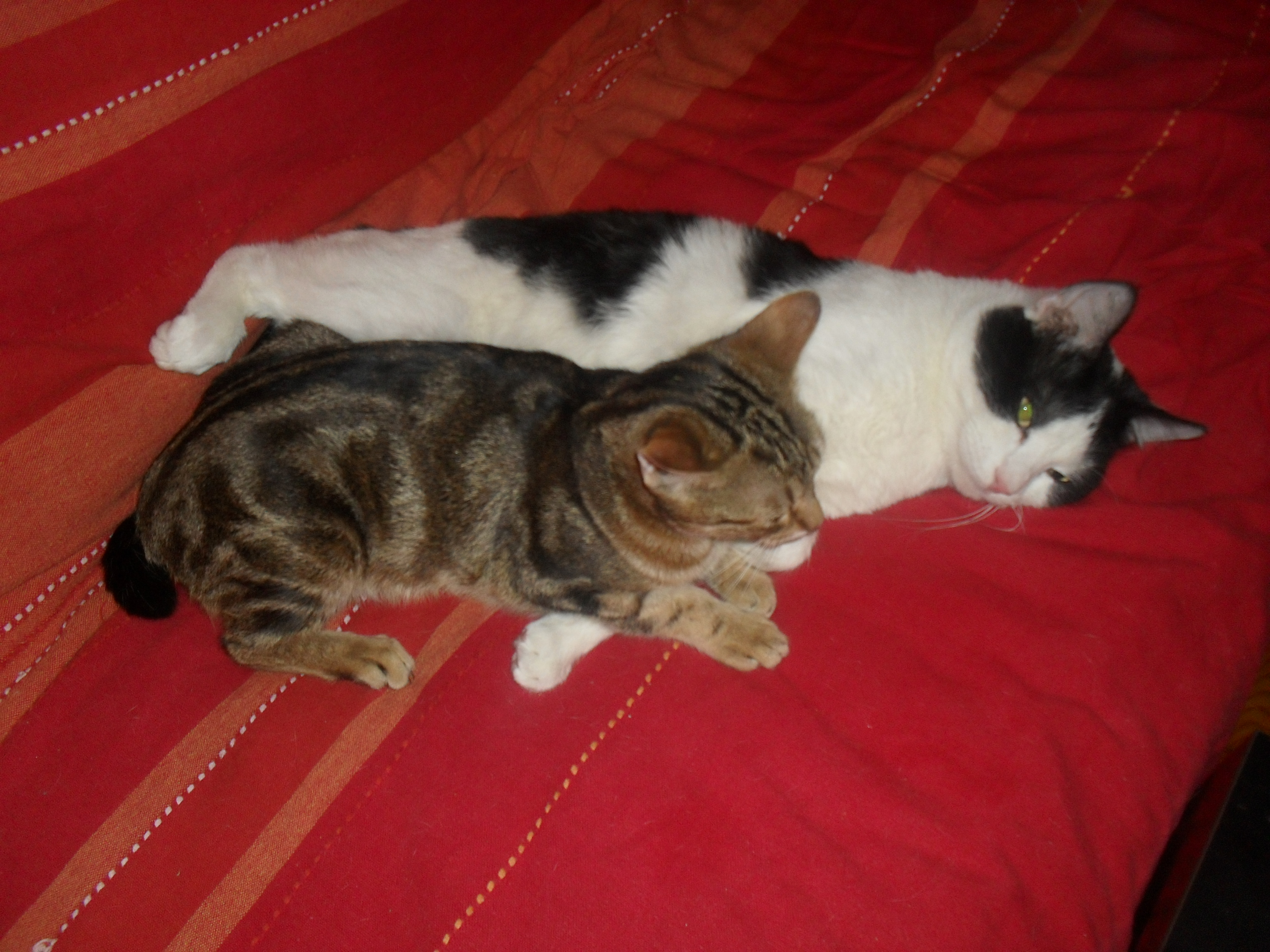 Chatte Qui Ne Grandit Pas Chats Forum Animaux Chatte Qui Ne Grandit Pas Chats Forum Animaux