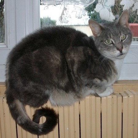 Des Vecus De Ceux Qui On Eu Leur Chat Qui A Eu Un Avc La Sante De Votre Chat Chats Forum Animaux Doctissimo Des Vecus De Ceux Qui On Eu Leur Chat Qui A Eu Un Avc La Sante De Votre Chat Chats Forum Animaux Doctissimo