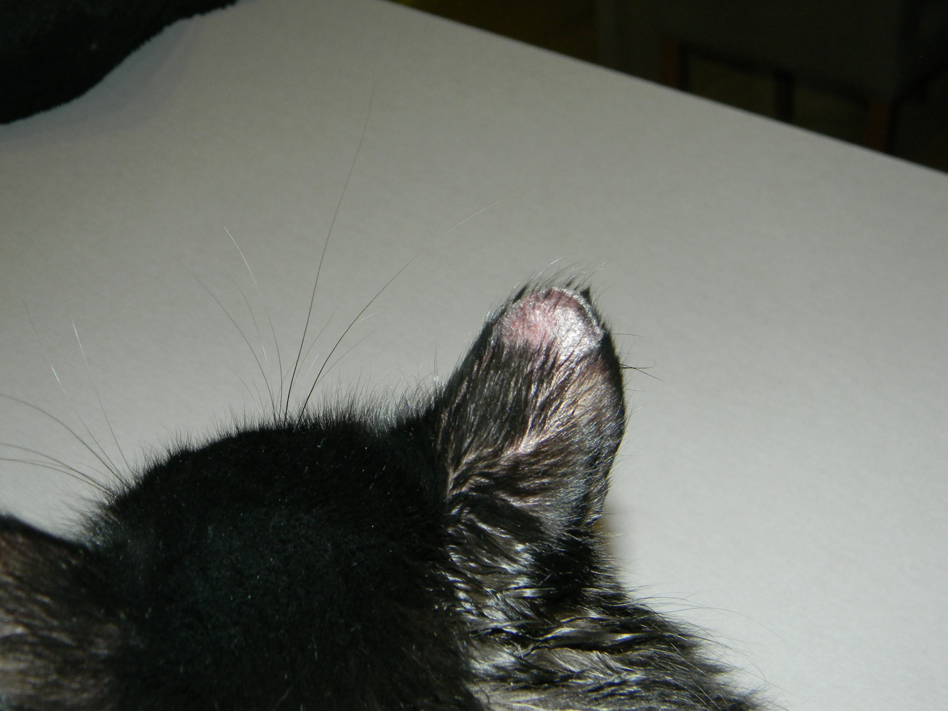 Gale Ou Teigne Chats Forum Animaux Doctissimo Gale Ou Teigne Chats Forum Animaux Doctissimo