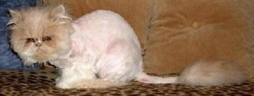 Les Poils De Chat Persan Medecine Veterinaire Forum Animaux Doctissimo Les Poils De Chat Persan Medecine Veterinaire Forum Animaux Doctissimo
