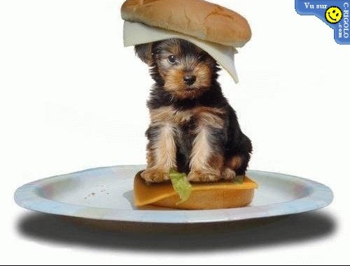 Téléchargement gratuit Images Image Blague Drole Pour Vous Remontez Le Moral Page 3 actualisé par