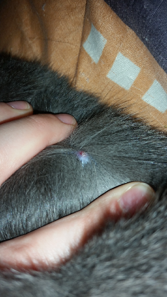 Boule Sur Le Dos De Mon Chat Chats Forum Animaux Doctissimo Boule Sur Le Dos De Mon Chat Chats Forum Animaux Doctissimo