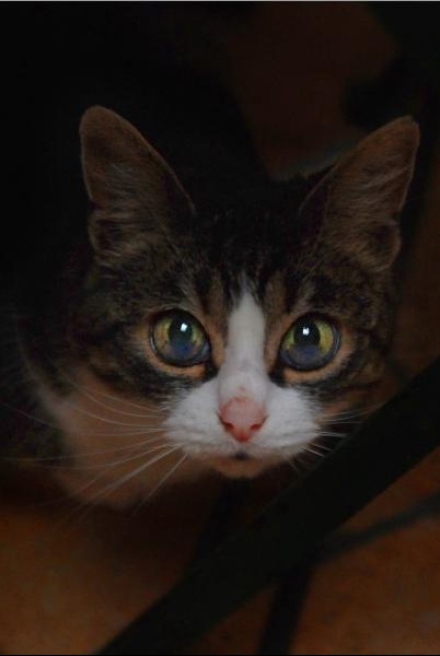 Taches Bleuetes Sur La Partie Inferieure Des Yeux De Mon Chat Medecine Veterinaire Forum Animaux Doctissimo Taches Bleuetes Sur La Partie Inferieure Des Yeux De Mon Chat Medecine Veterinaire Forum Animaux Doctissimo