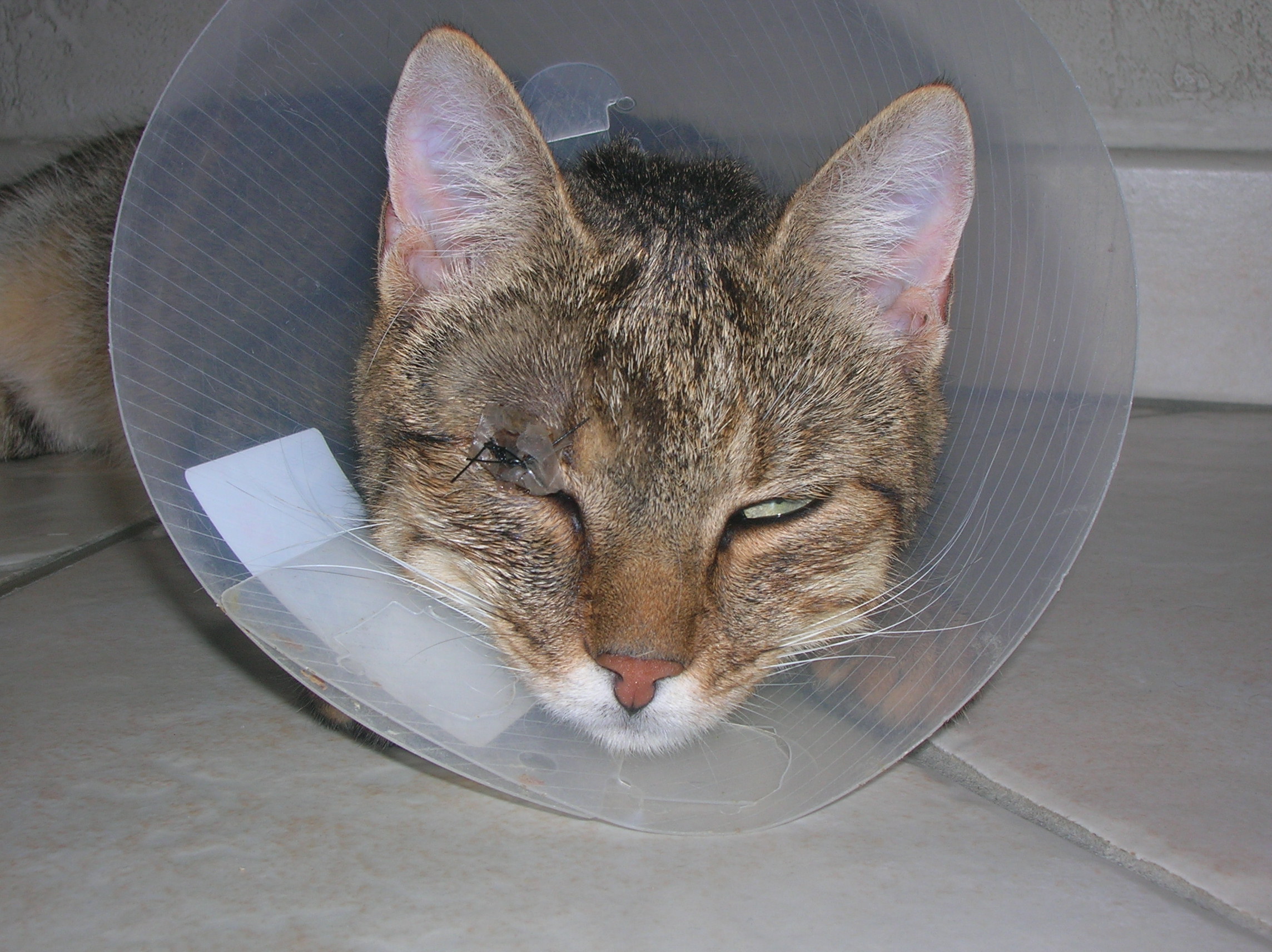 Oeil Ferme Qui Coule Chats Forum Animaux Doctissimo Oeil Ferme Qui Coule Chats Forum Animaux Doctissimo