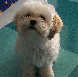 Qui A Un Shitzu Chiens Forum Animaux