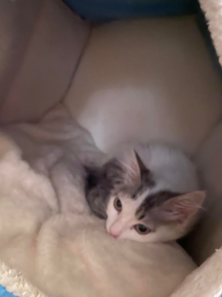 Mon Chaton Deprime Education Et Comportement Felin Chats Forum Animaux Mon Chaton Deprime Education Et Comportement Felin Chats Forum Animaux