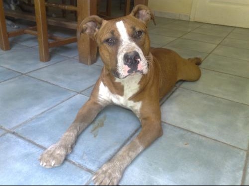 Svp Probleme Avec Mon Staff Page 2 Chiens Forum Animaux Doctissimo Svp Probleme Avec Mon Staff Page 2 Chiens Forum Animaux Doctissimo