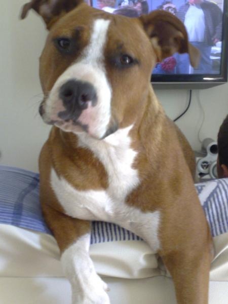 Svp Probleme Avec Mon Staff Page 2 Chiens Forum Animaux Doctissimo Svp Probleme Avec Mon Staff Page 2 Chiens Forum Animaux Doctissimo