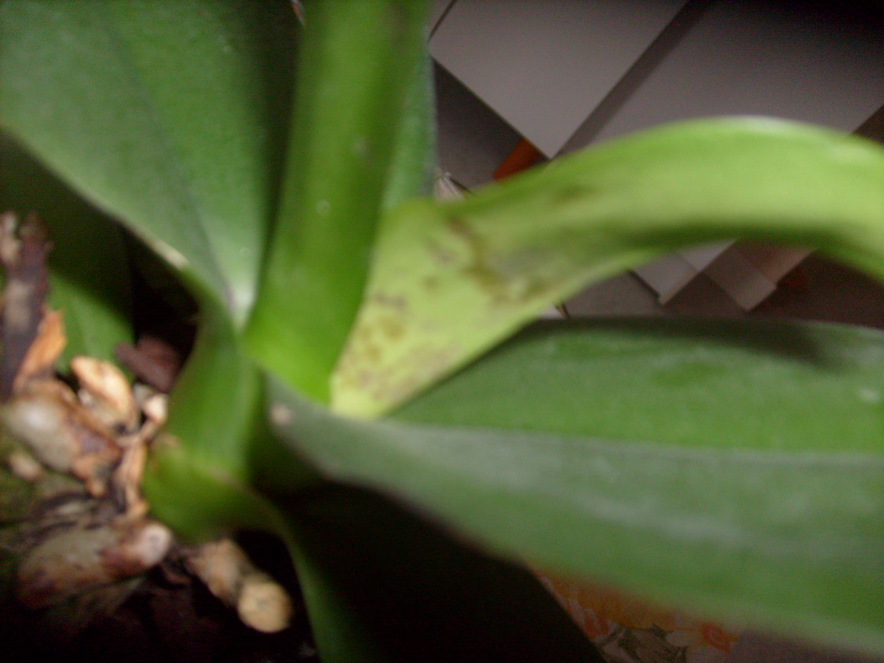 007 Orchidée malade potter81 Photos Club Doctissimo