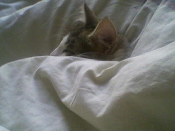 Les Chats Ca Soupire D Aise Chats Forum Animaux Doctissimo