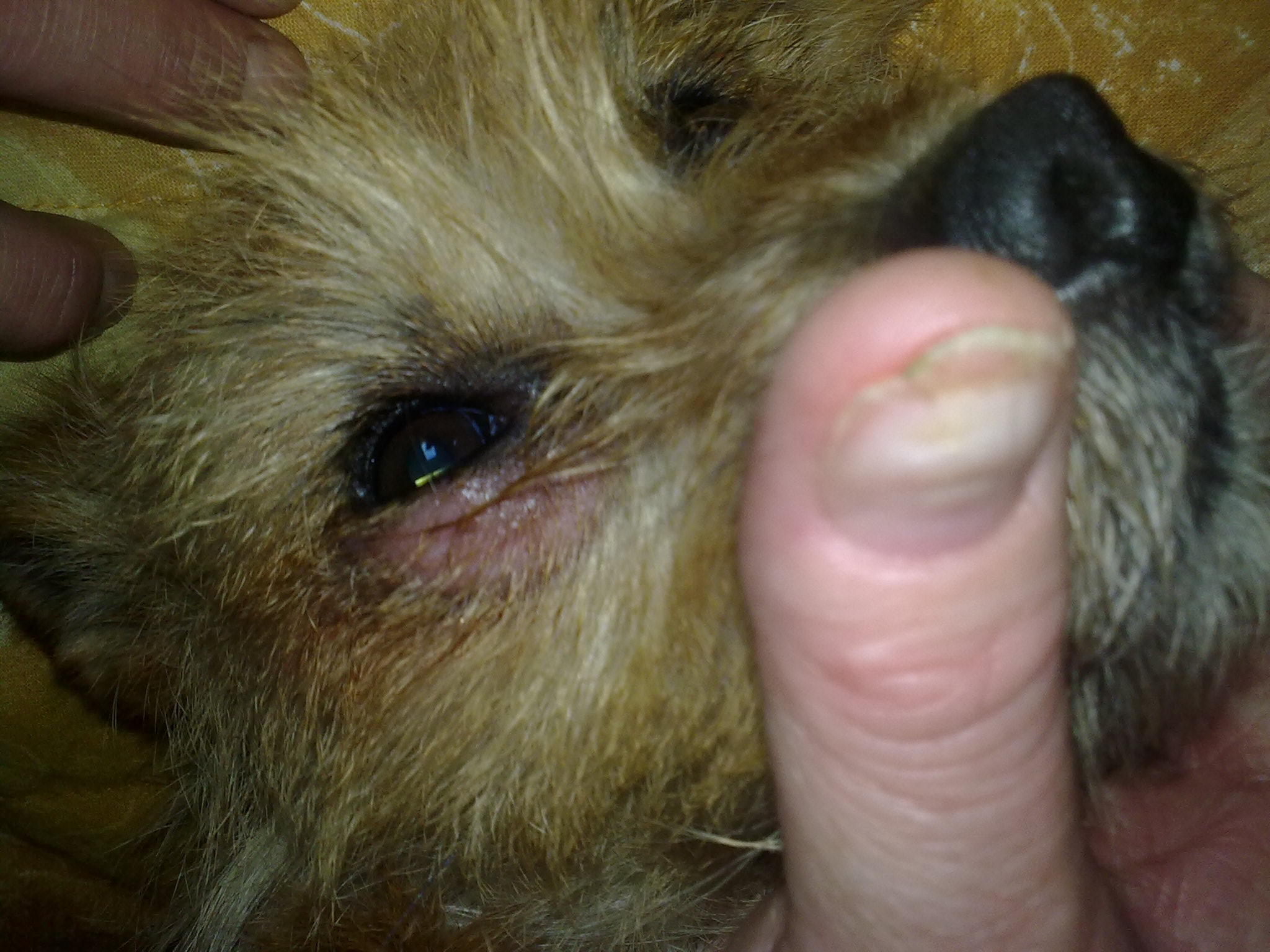Mon Chien A Des Demangeaisons Et Se Gratte Jusqu Au Sang Medecine Veterinaire Forum Animaux Doctissimo Mon Chien A Des Demangeaisons Et Se Gratte Jusqu Au Sang Medecine Veterinaire Forum Animaux Doctissimo